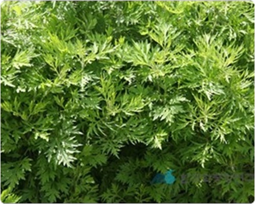 쑥국 맛있게 끓이는 법