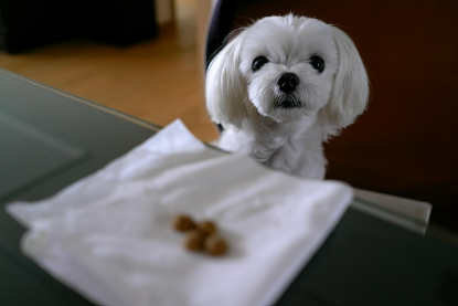 반려동물 여름 간식 만들기|시원하고 건강한 수제간식 레시피