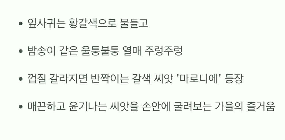 가을: 밤송이 속 숨겨진 보물