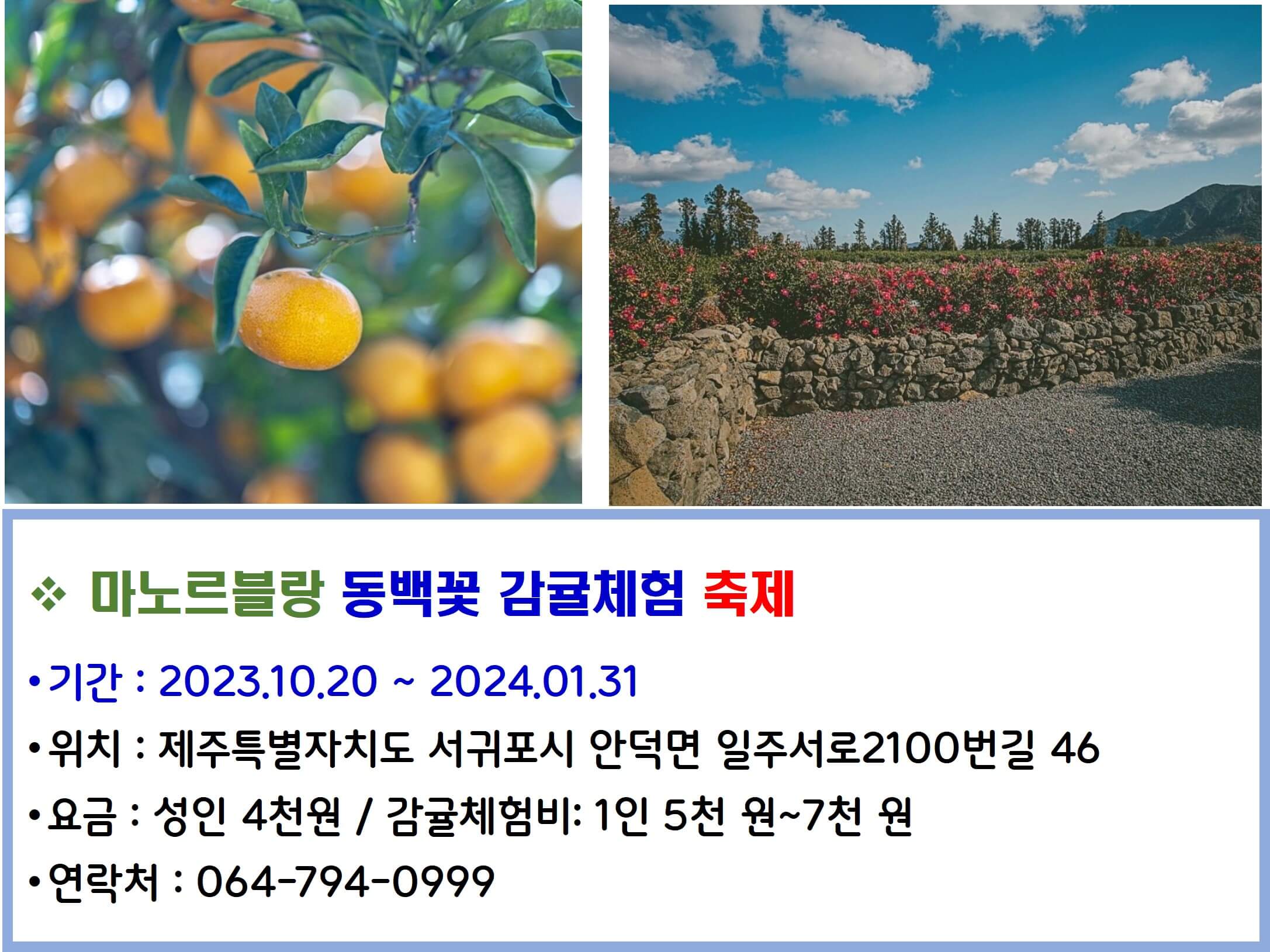 마노르블랑 동백꽃 감귤체험 축제