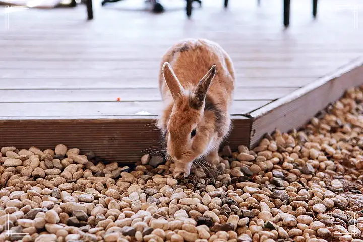 생방송오늘저녁 서울 근교 남양주 별내 토끼 고양이 강아지 뛰어노는 동물 체험 카페 맛집 추천