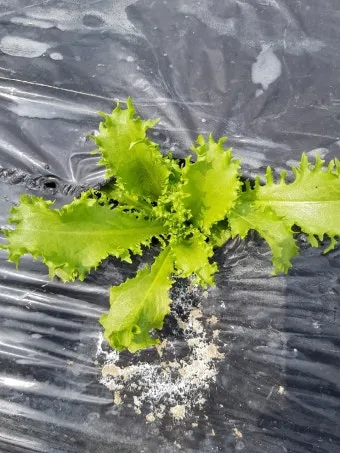 치커리 재배 쓴맛 줄이기 차광 요령 물 관리_12