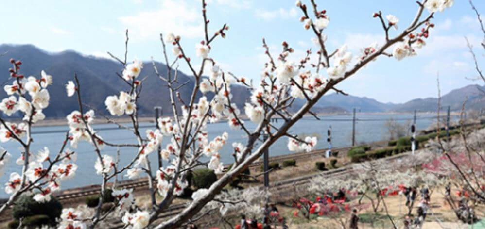 2023 양산 매화 축제