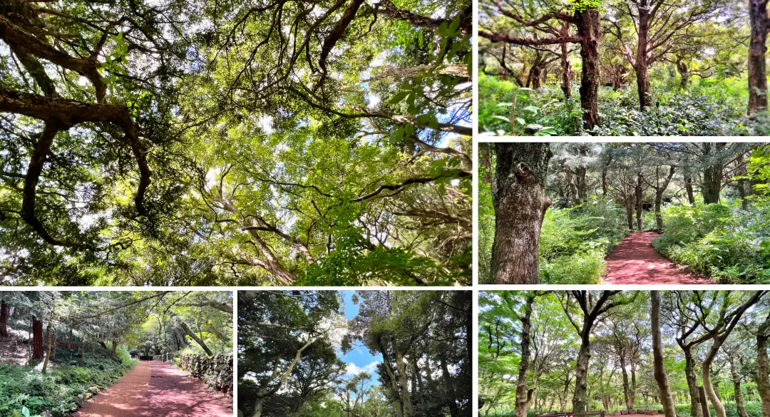 비자림 숲 산책로 사진 1 입니다. 직접 촬영하였습니다.