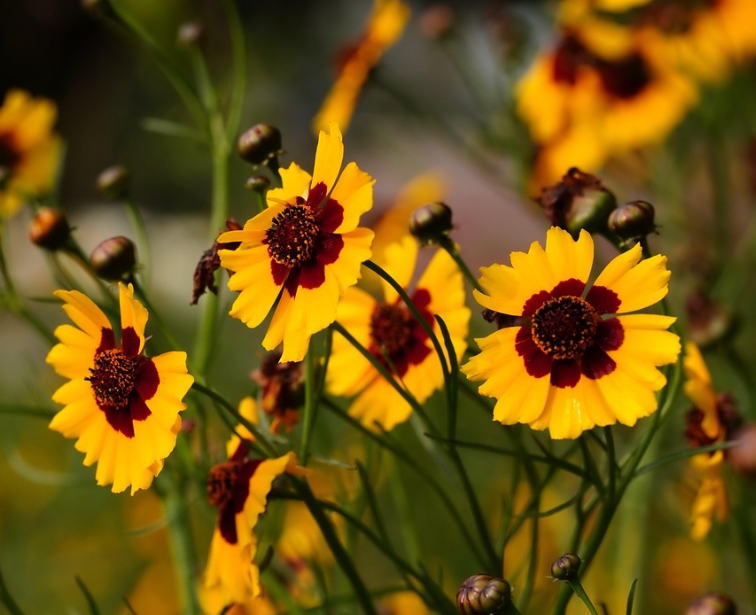 가을에 피는 꽃 종류 코스모스