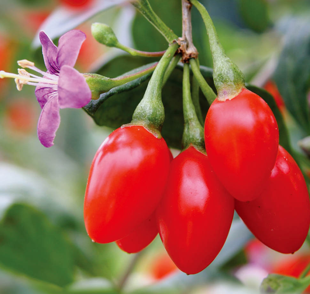 구기자 관련 사진