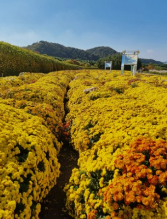 태화강 국가정원 가을축제 안내 주차장 개막식 프로그램 정보
