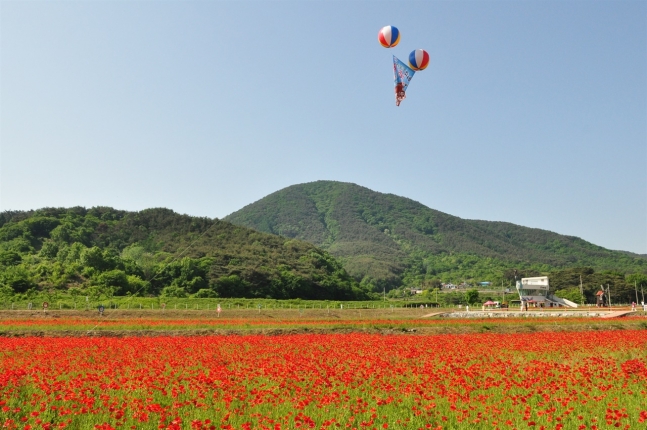 꽃양귀비의 향연, 하동 꽃양귀비 축제에서 봄을 만나다
