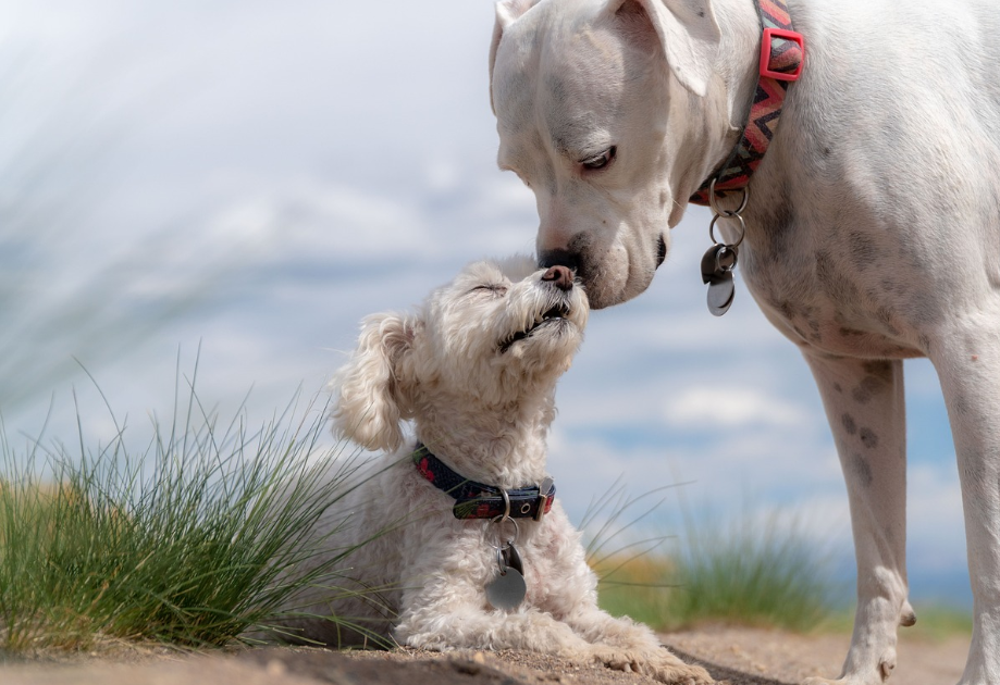 강아지의 치아 건강, 올바른 칫솔질로 지키는 방법