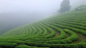 보성 녹차밭 대한다원 입장료 주차 코스 정보 총정리_4