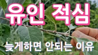 작물 순지르기 유인 기본 토마토 오이 가지 고추 수형관리_13