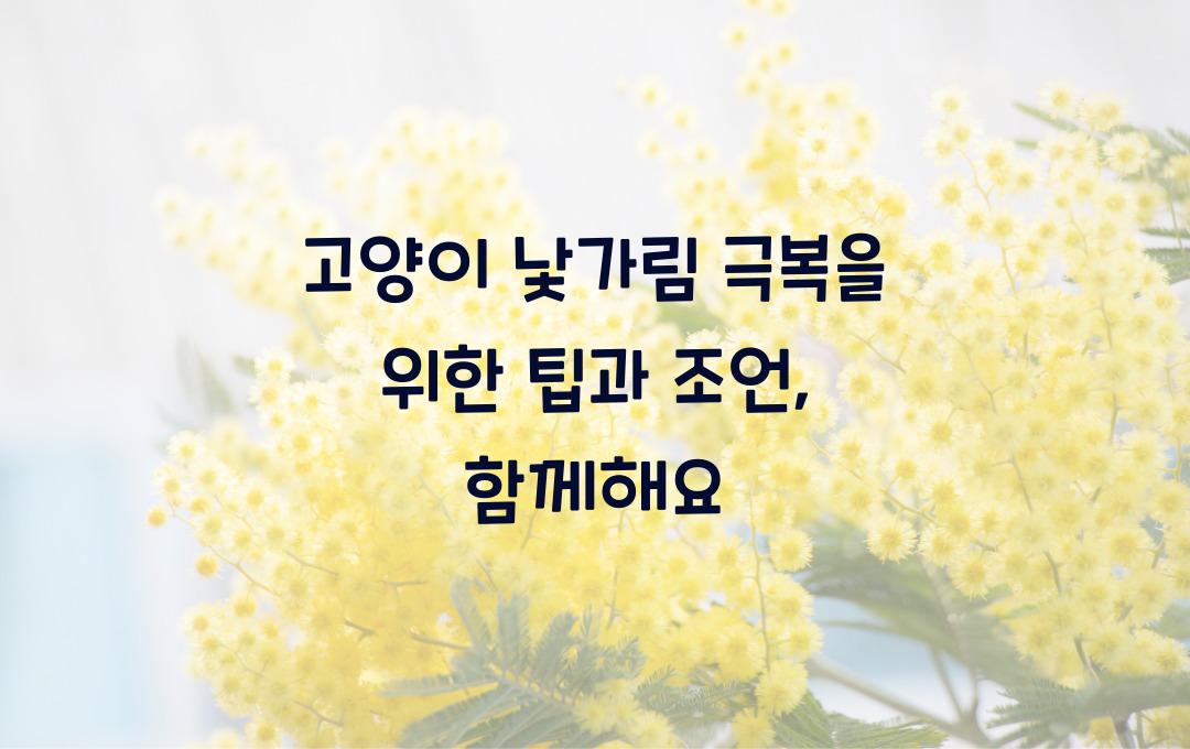 고양이 낯가림 극복을 위한 팁과 조언