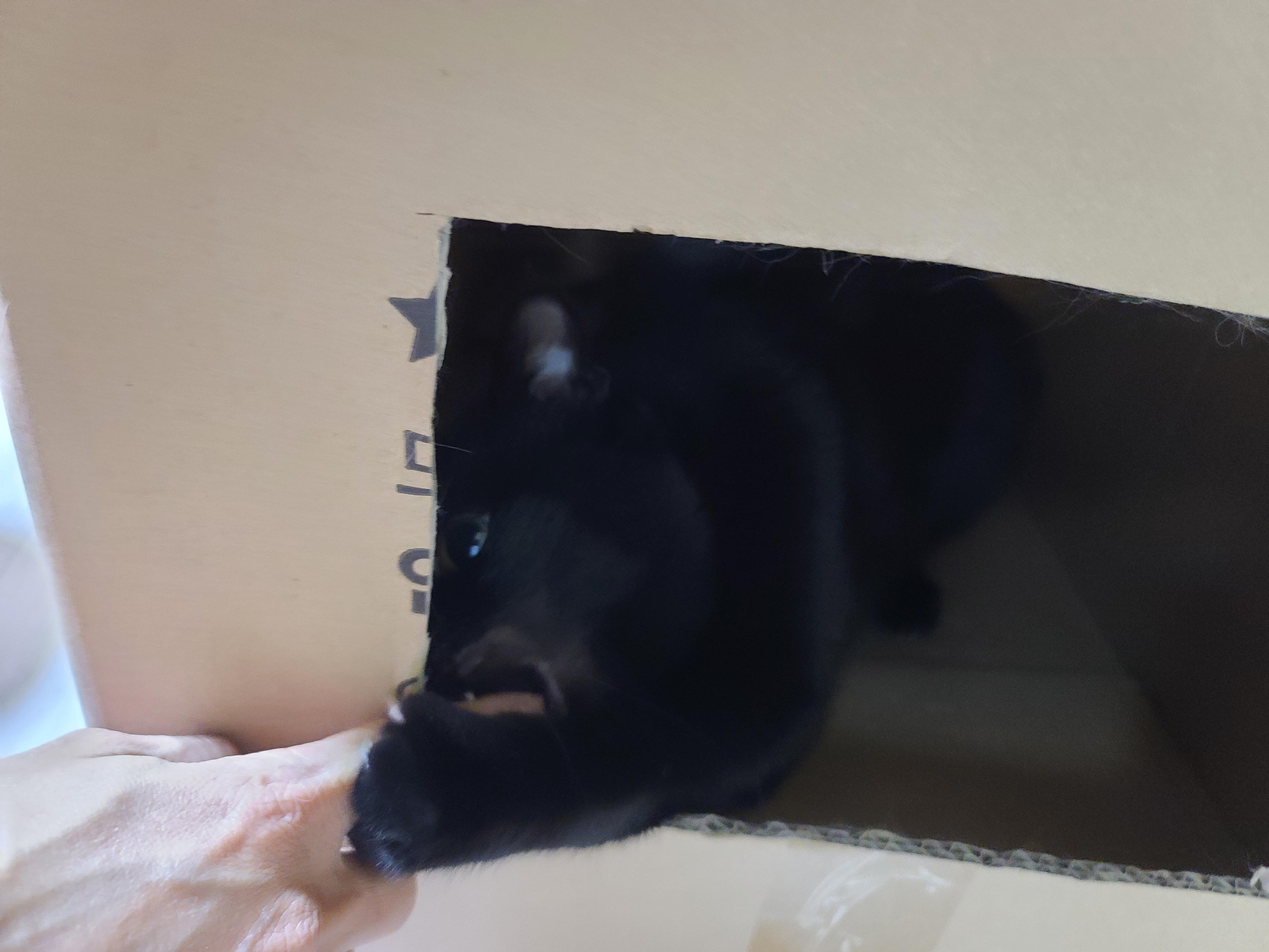 삐진 고양이 기분 풀어주기 (feat.고양이랑 놀아주는 방법)