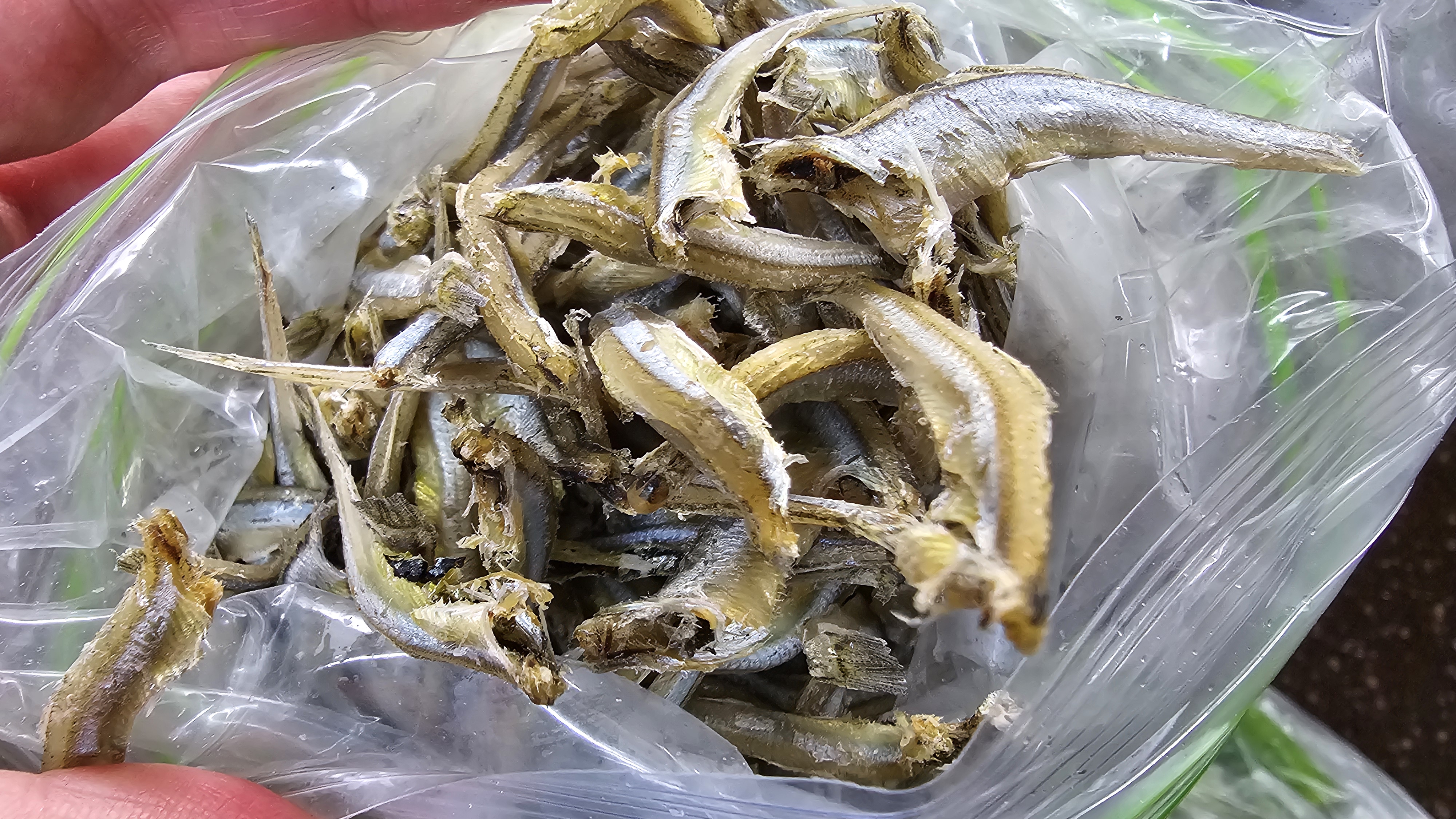 중멸치 머리와 내장을 손질해서 씁니다.