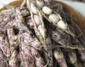 호랑이콩 순지르기