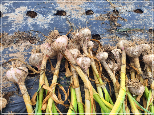 비닐 위 홍산마늘