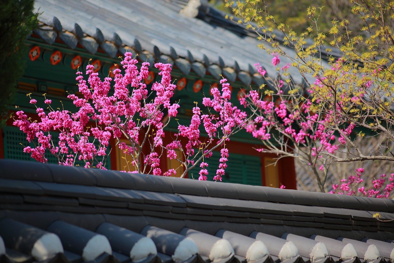 전주 한옥마을 목재 향기 알레르기