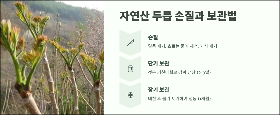 자연산 두릅 손질과 보관법