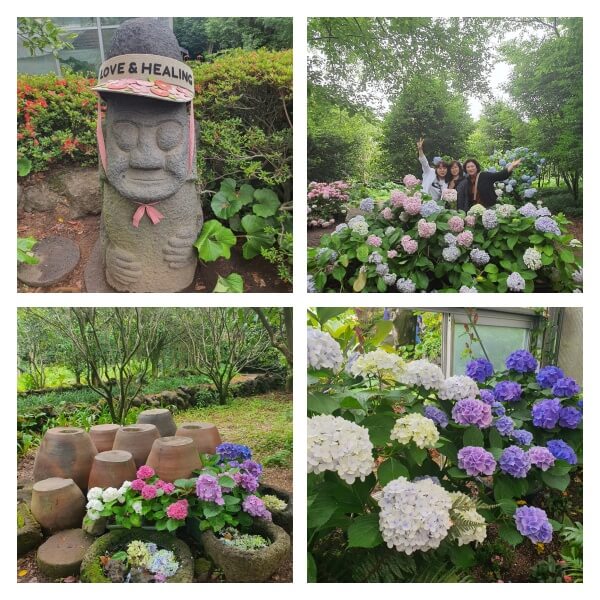 6월 제주는 수국세상