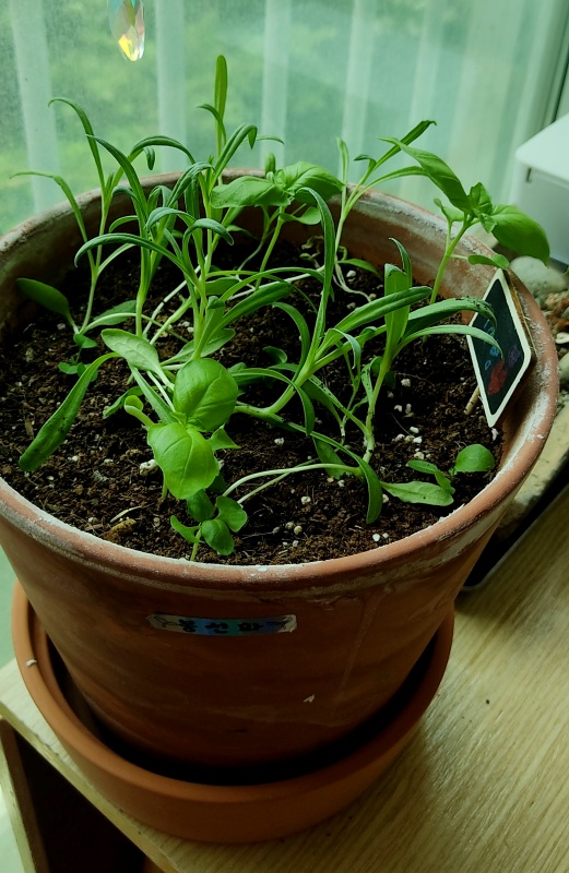 봉선화 새싹에서 빼꼼나온 바질