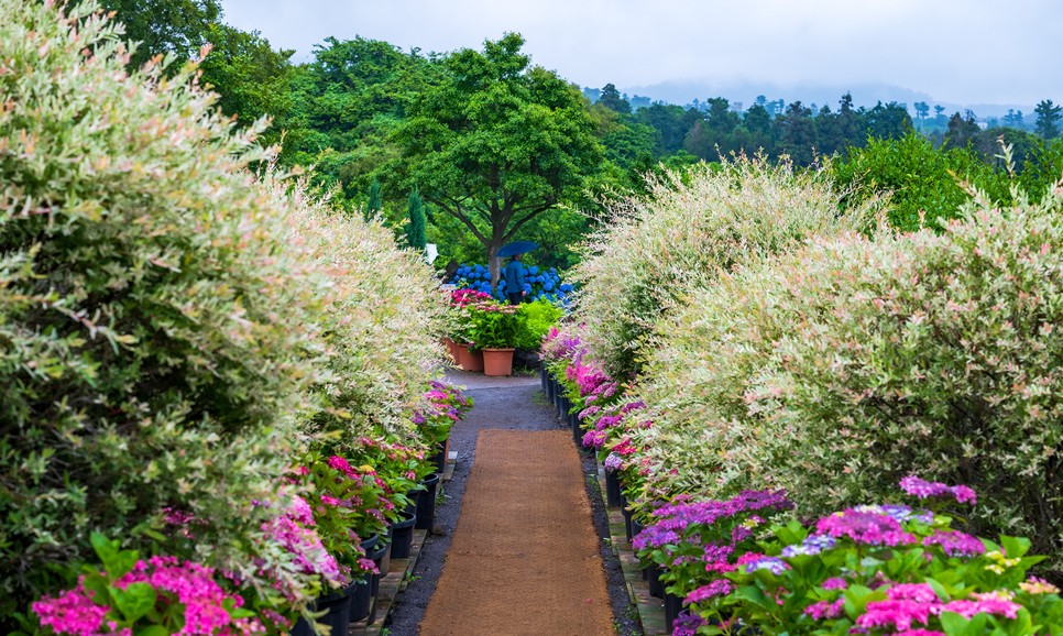 제주 마노르블랑 수국축제