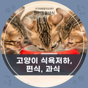 고양이 여름 식욕저하 원인, 관리법_32