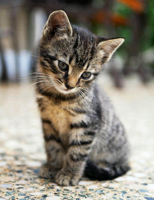 고양이 털 관리와 브러싱 팁: 건강한 피모 유지법