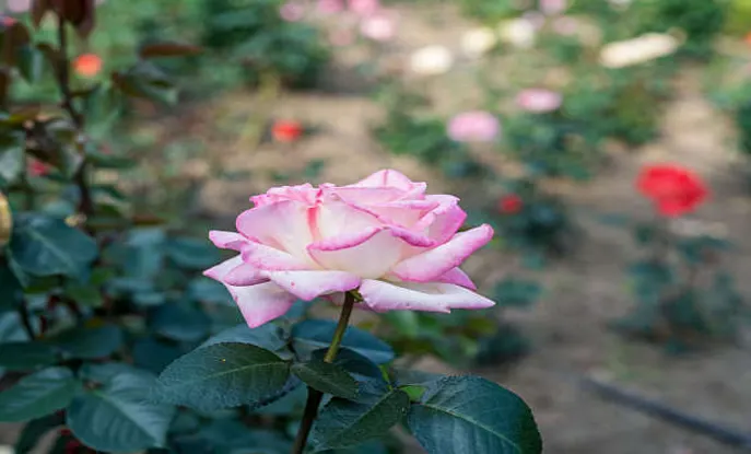 장자호수공원