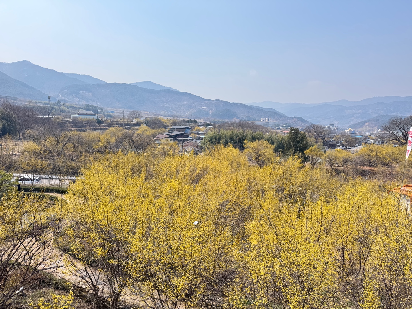 구례산수유축제