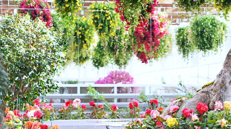 가평 베고니아 새정원