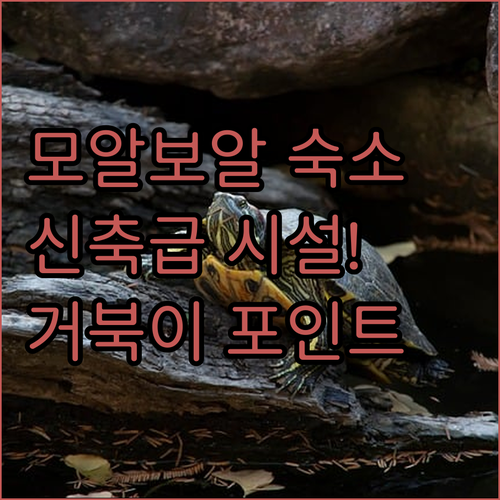 필리핀 세부 모알보알 숙소 추천 리모..
