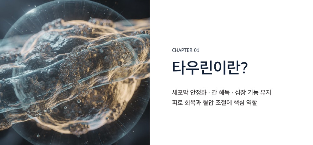 타우린이란?