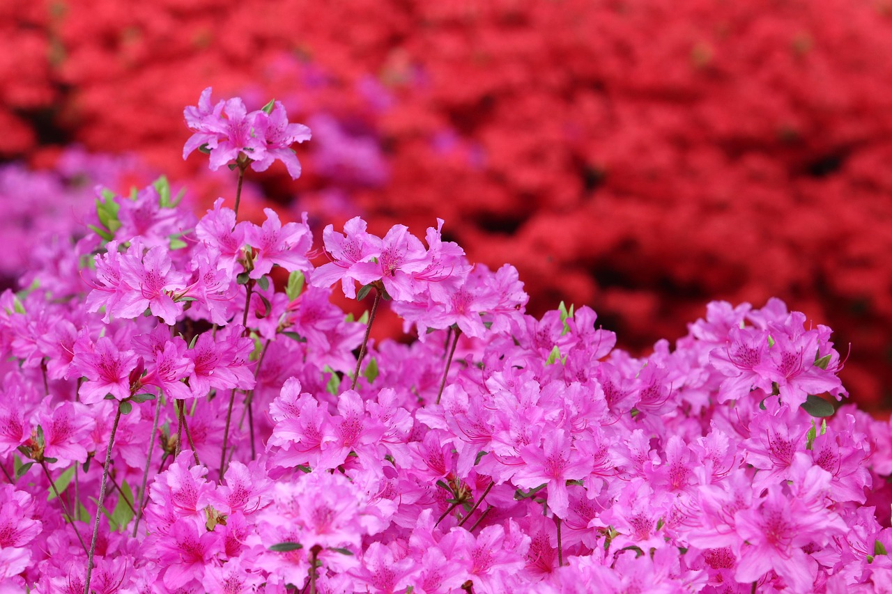 합천 황매산 철쭉제