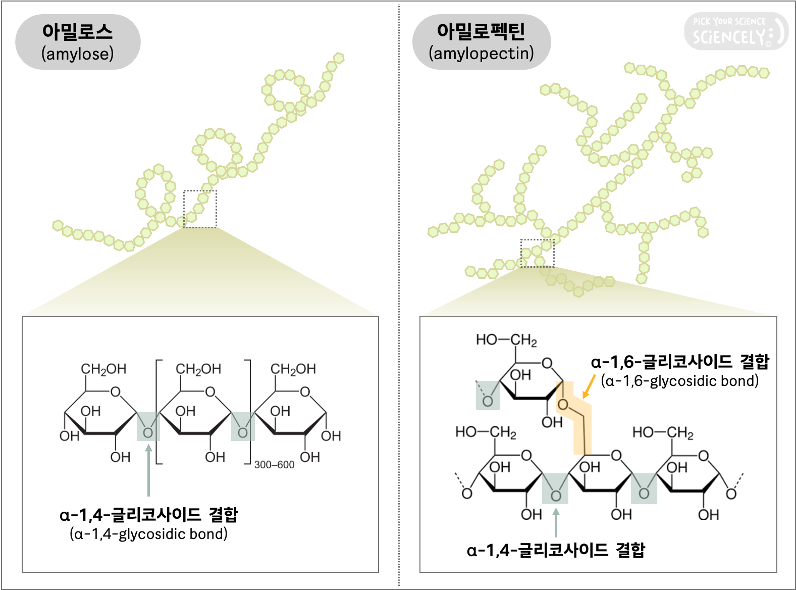 전분 녹말 분자 유형 종류 형태 구조, 아밀로스, 아밀로오스, 아밀로펙틴, 글리코사이드 결합