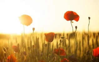 꽃 꿈해몽 67가지