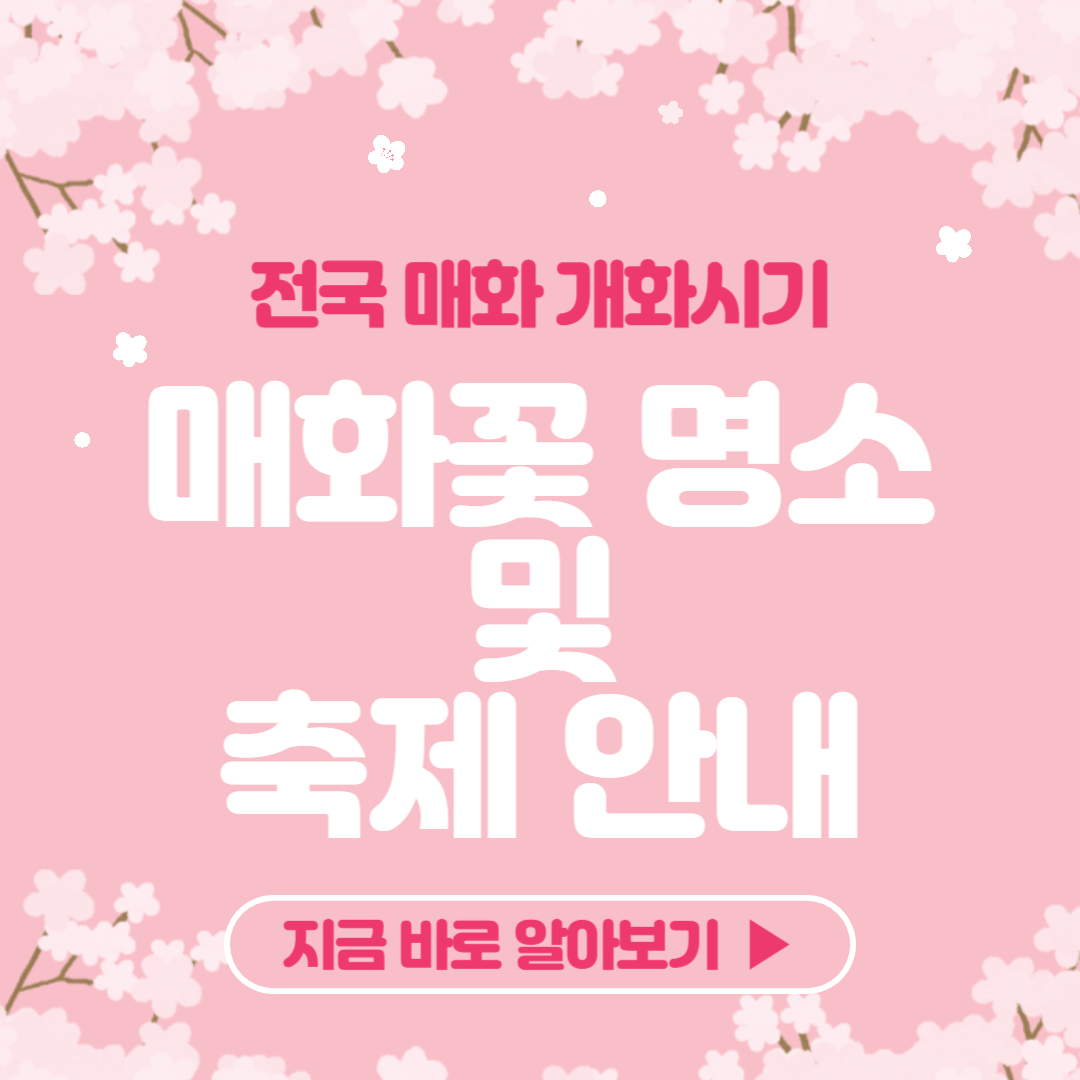 전국 매화 개화시기, 매화꽃 명소 및 축제 안내