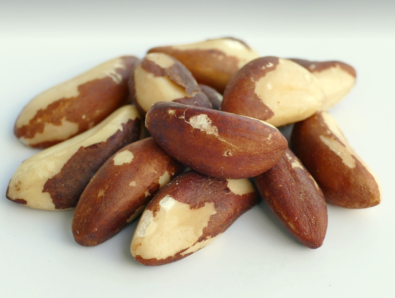 브라질너트의 모습