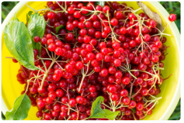 산수유 효능 부작용