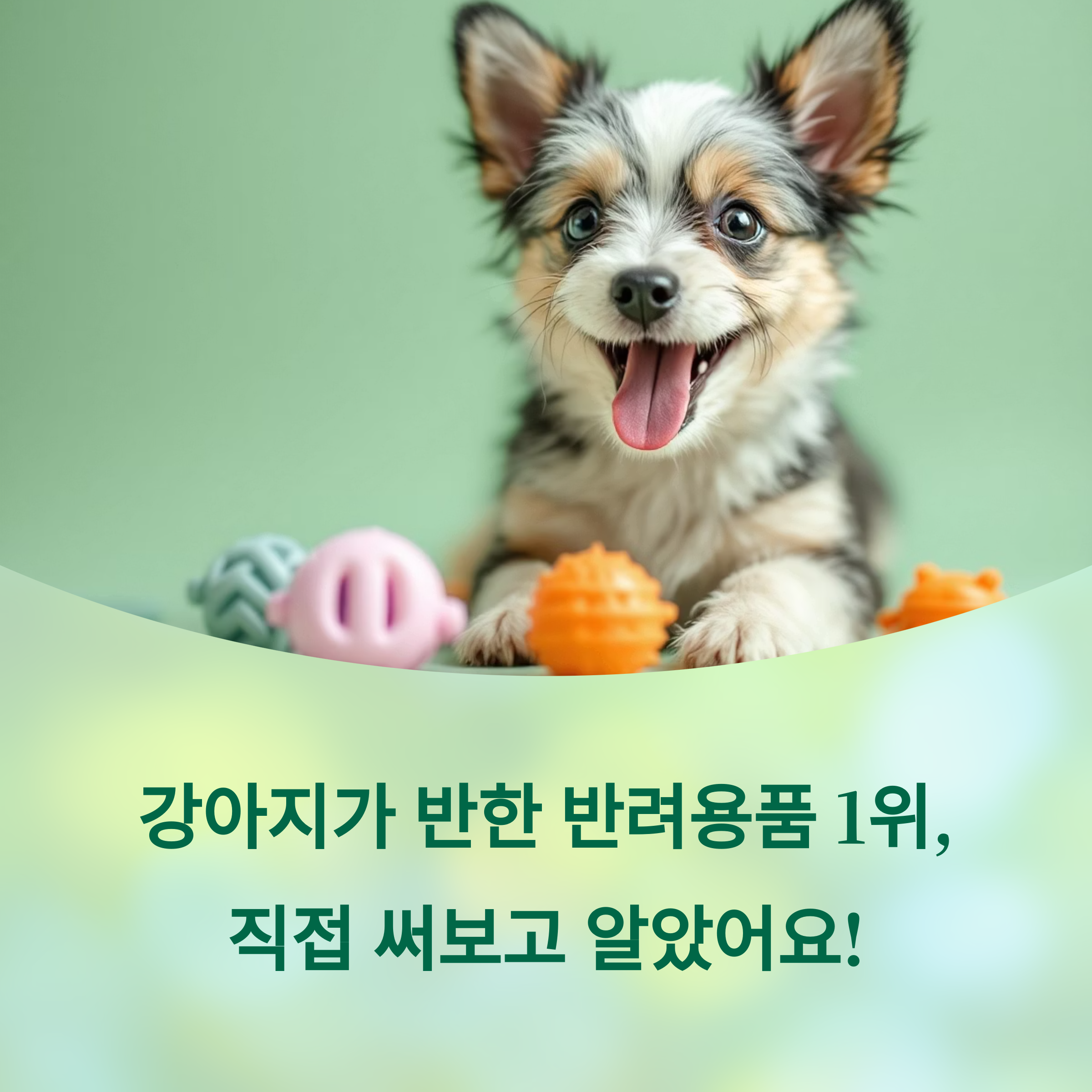 강아지가 반한 반려용품 1위, 직접 써보고 알았어요!