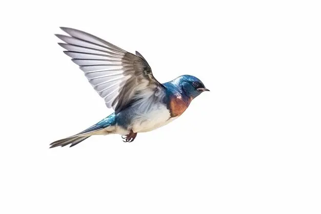 제비