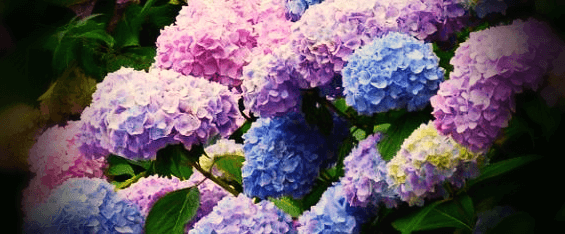 다양한-색의-수국꽃