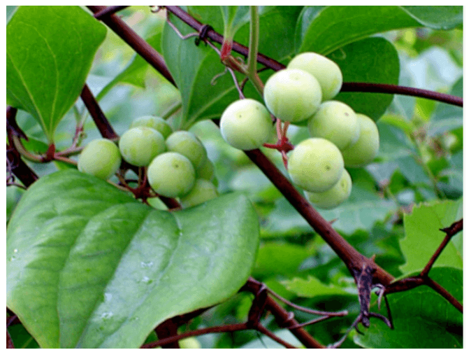 토복령 효능, 토복령 차, 담금주(술), 먹는 방법 및 부작용