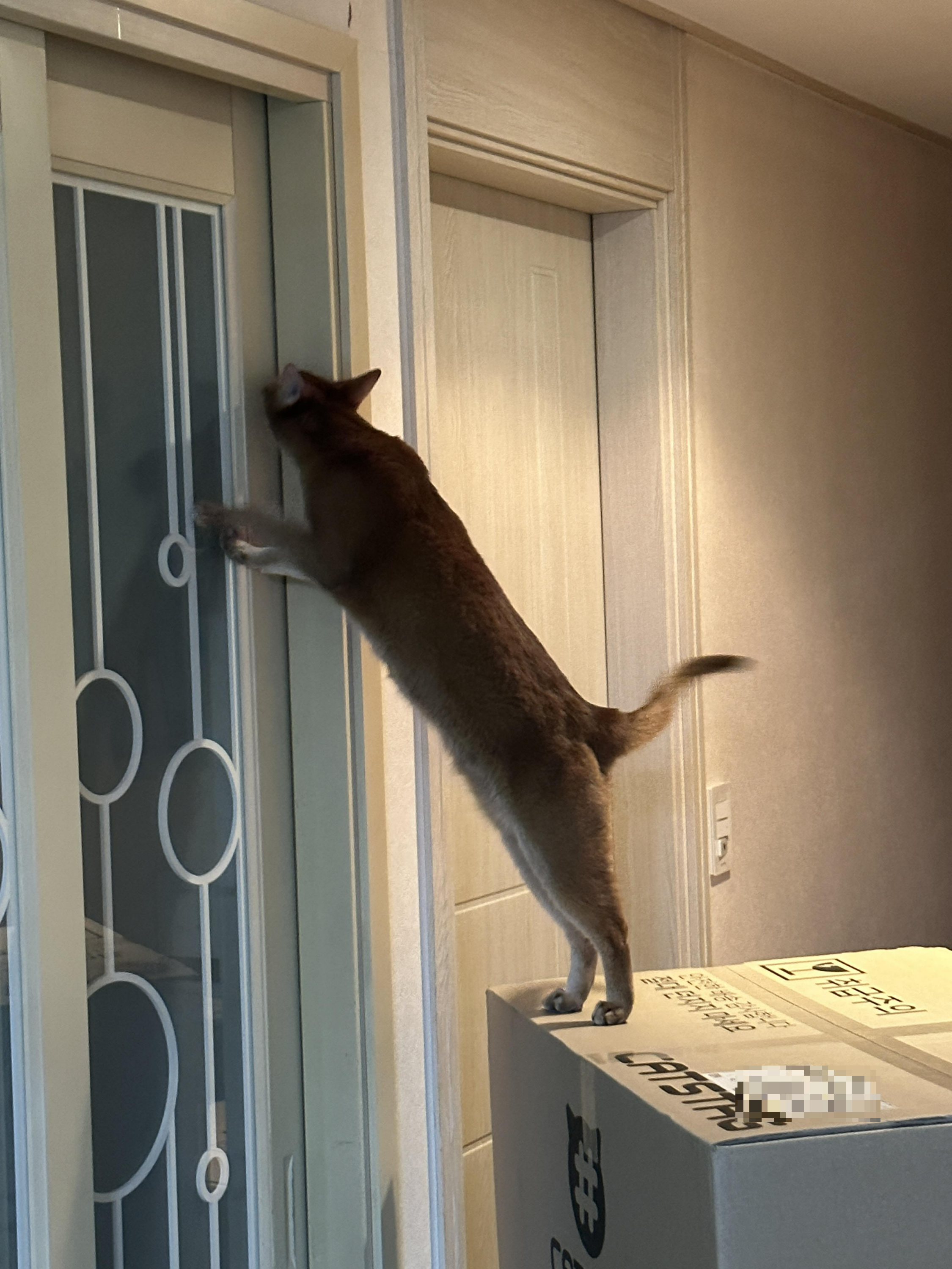 냥냥이들 화장실을 교체했다!(feat.화장실을 교체 해야 하는 이유)