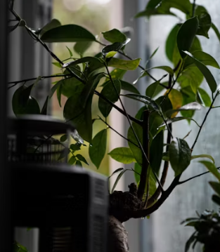 정관장 창업에 대하여 알아보기