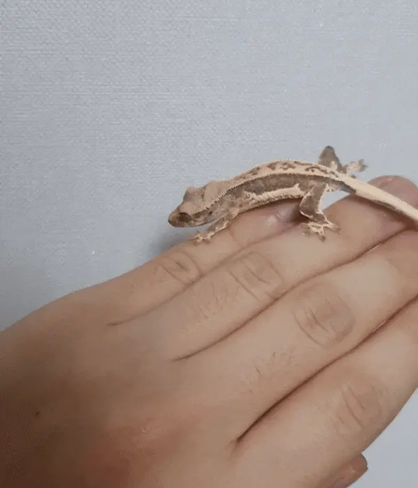 크레스티드-게코-도마뱀-내-손위에-기어가는-모습