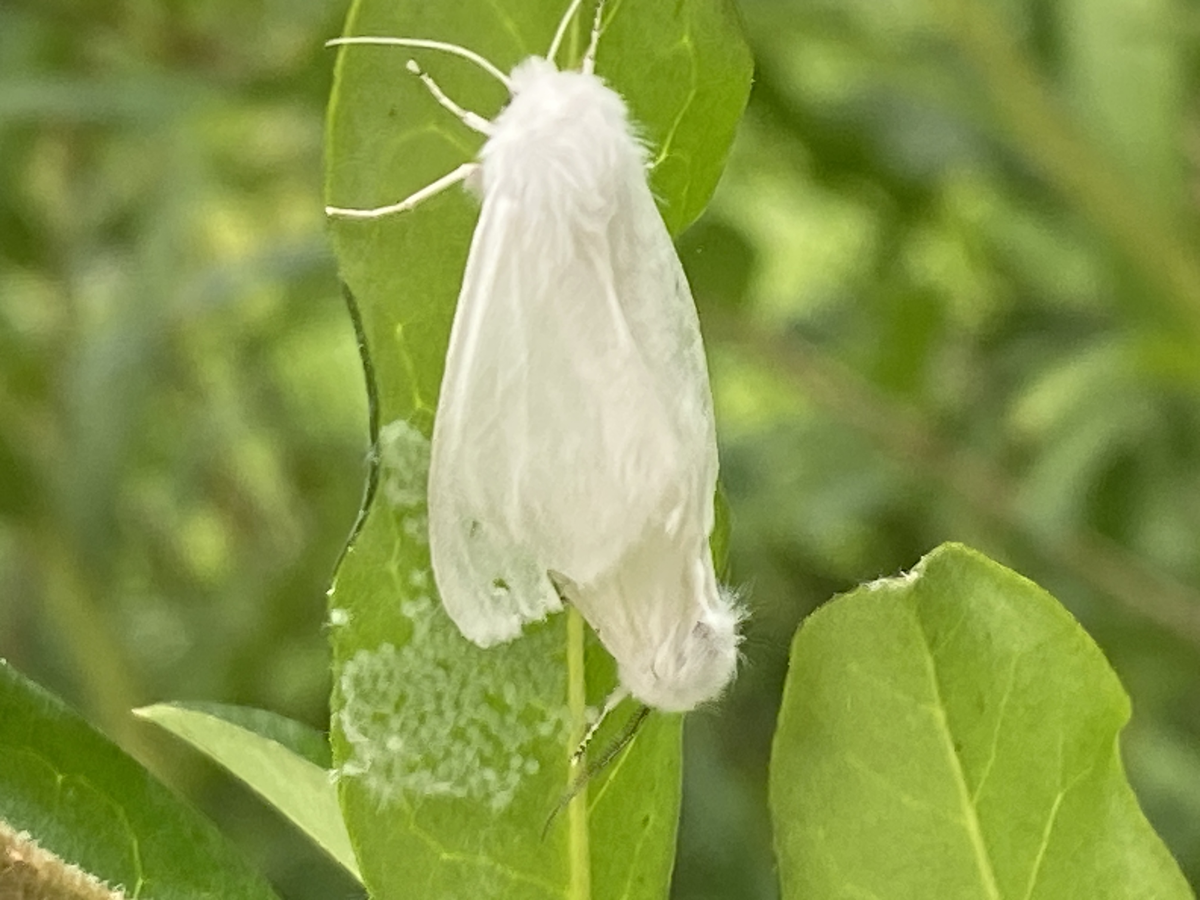 미국흰불나방15