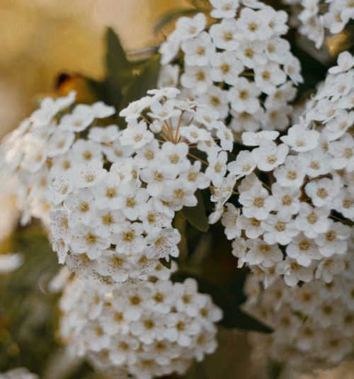 공조팝나무(Spiraea cantoniensis)
