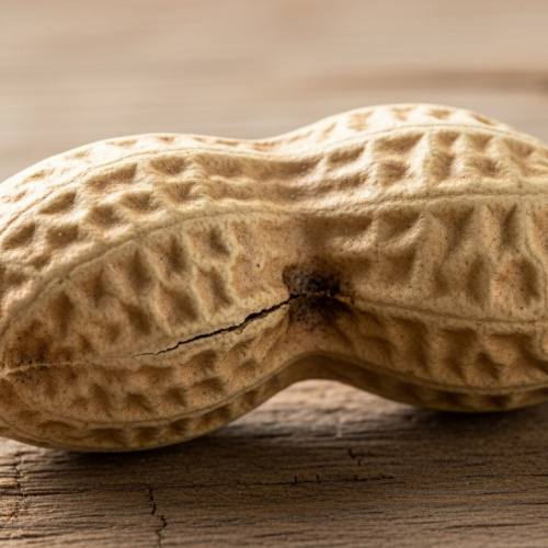 땅콩 효능 포스팅 글의 땅콩 사진