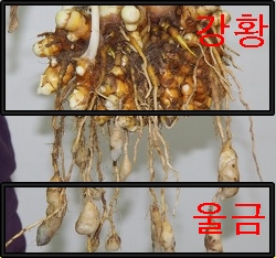 강황과 울금의 차이