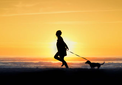 저녁에 개를 산책시키는